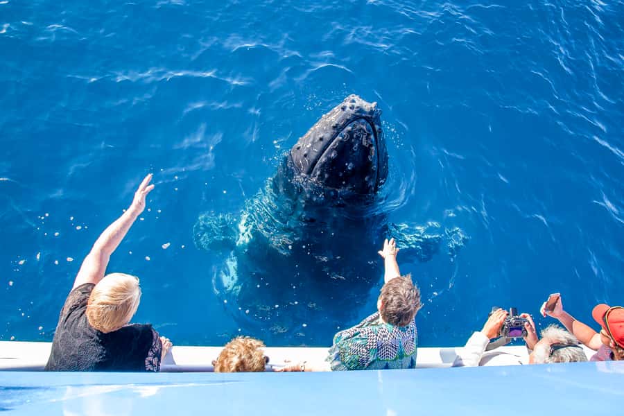 Hervey Bay 4-Hour Whale Watch Encounter - Seasickness, weather, and comfort