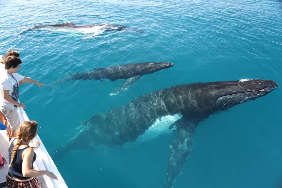 Hervey Bay 4-Hour Whale Watch Encounter - Is the $109 price good value?