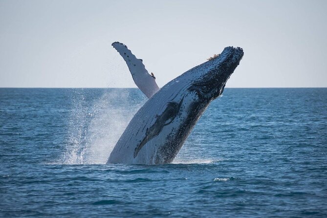 Hervey Bay: Best Value Half Day Whale Watching Cruise - Why Hervey Bay is a smart place to watch whales
