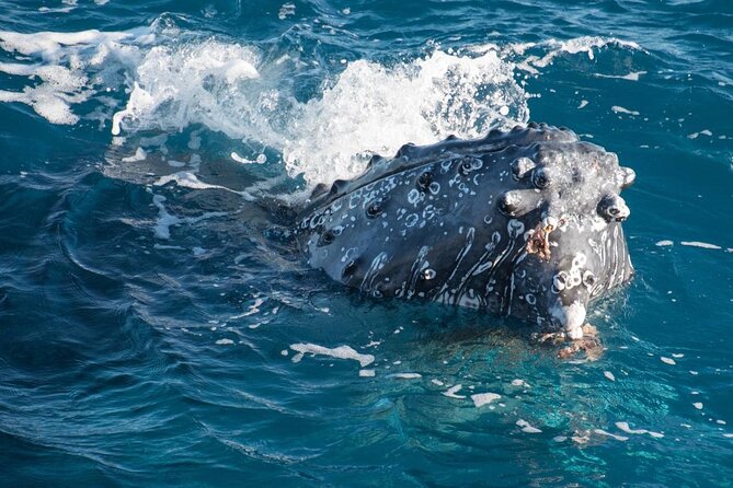 Hervey Bay: Best Value Half Day Whale Watching Cruise - Choosing the morning or afternoon cruise
