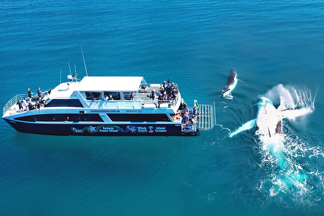 Hervey Bay: Best Value Half Day Whale Watching Cruise - From Hervey Bay toward K’gari and Platypus Bay