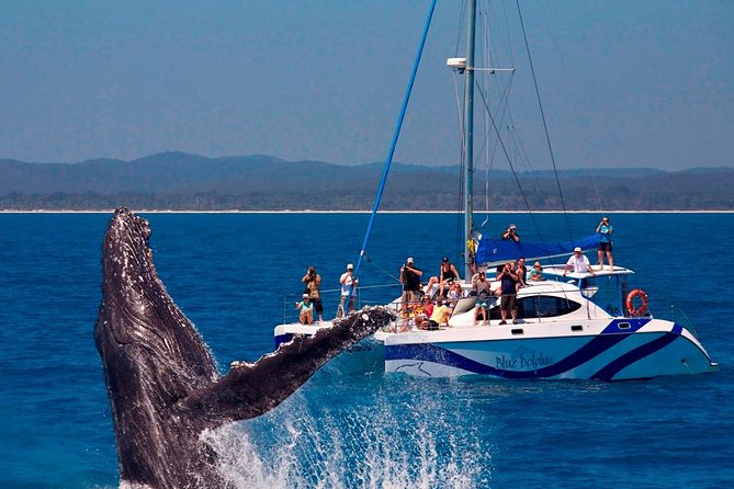 Hervey Bay: Best Value Half Day Whale Watching Cruise - The Great Sandy National Park from the water