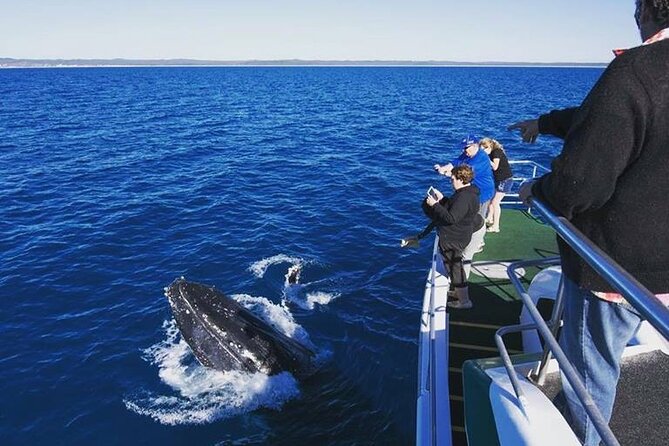 Hervey Bay: Best Value Half Day Whale Watching Cruise - Boarding at Great Sandy Straits Marina