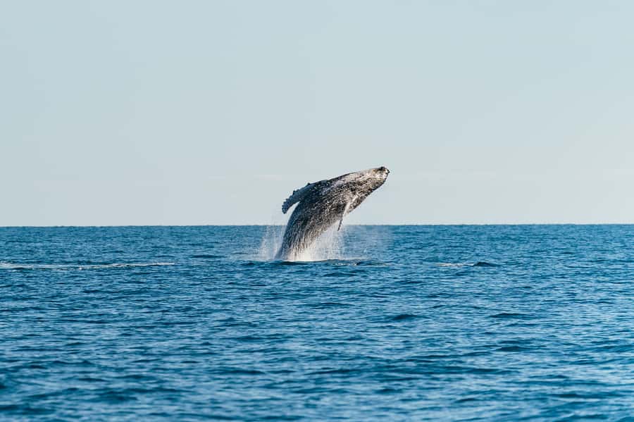 Hervey Bay: Exclusive Whale Watch Encounter - Setting out from Great Sandy Straits Marina