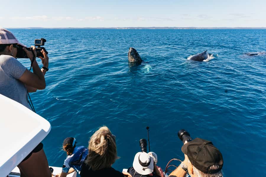 Hervey Bay: Exclusive Whale Watch Encounter - A small boat changes the whale-watching experience