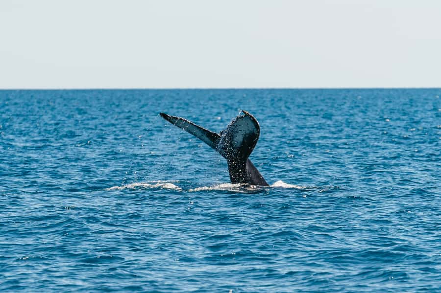 Hervey Bay: Exclusive Whale Watch Encounter - Listening to whales with the onboard hydrophone