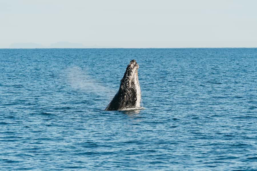 Hervey Bay: Exclusive Whale Watch Encounter - How the timing affects your plans