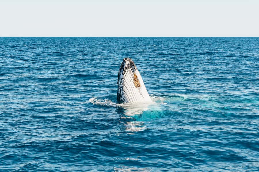 Hervey Bay: Exclusive Whale Watch Encounter - Who should book this whale encounter