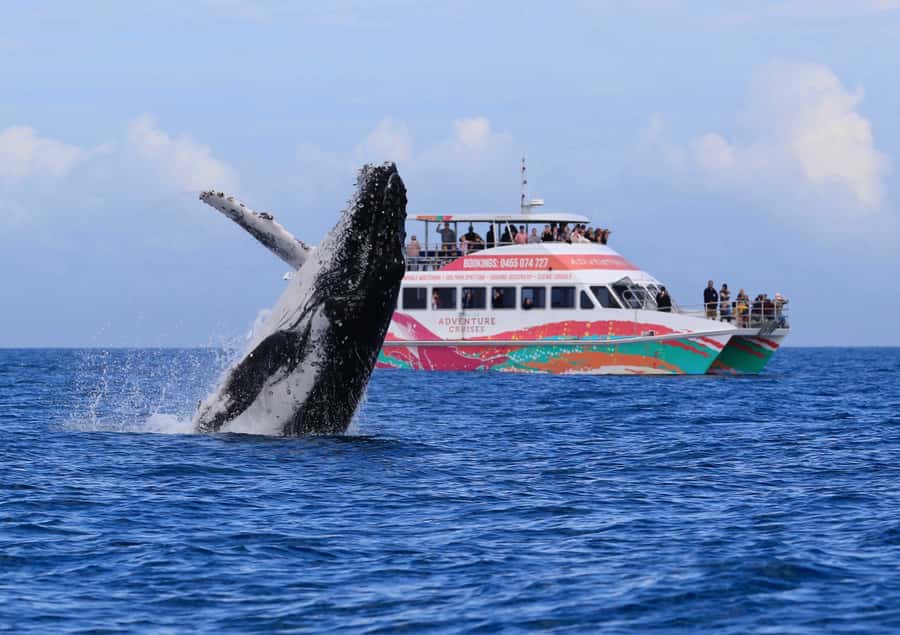 Hervey Bay: Half-Day Whale-Watching Cruise - Key points to know before you book
