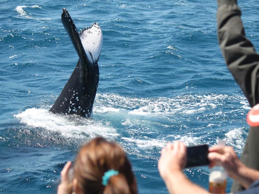 Hervey Bay: Half-Day Whale-Watching Cruise - Why Hervey Bay is such a good place to watch humpbacks
