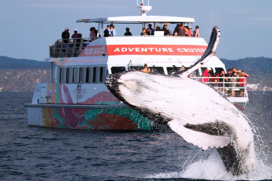 Hervey Bay: Half-Day Whale-Watching Cruise - Three decks make a real difference