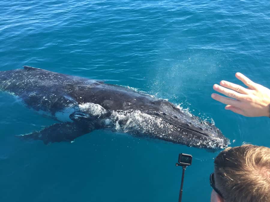 Hervey Bay: Half-Day Whale-Watching Cruise - How the four-hour search unfolds