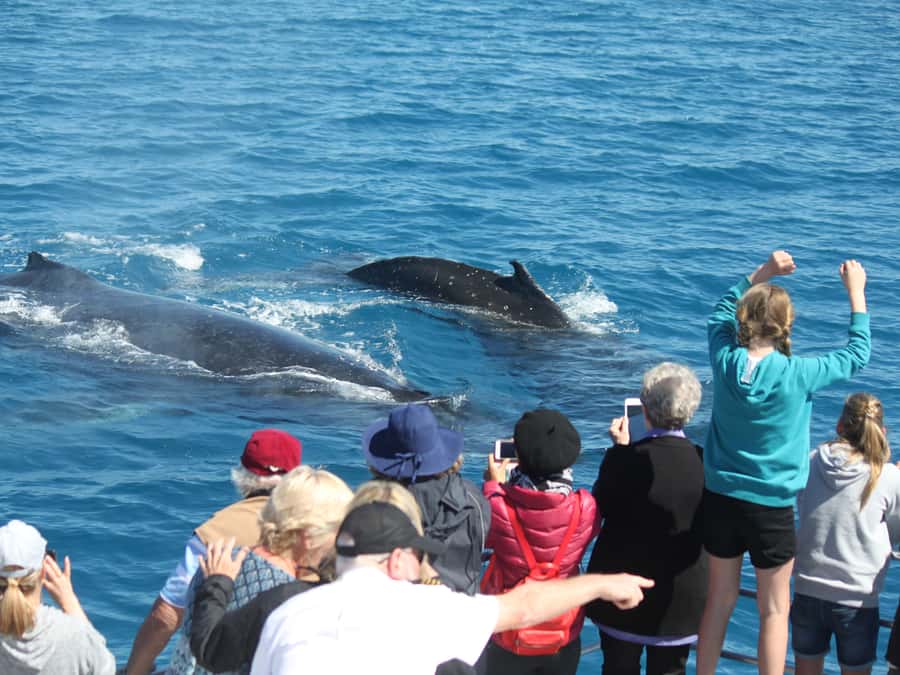 Hervey Bay: Half-Day Whale-Watching Cruise - What the whale encounters can be like