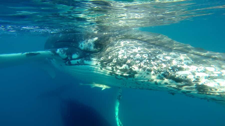 Hervey Bay: Half-Day Whale Watching Cruise - Family comfort, tea, and small practical touches