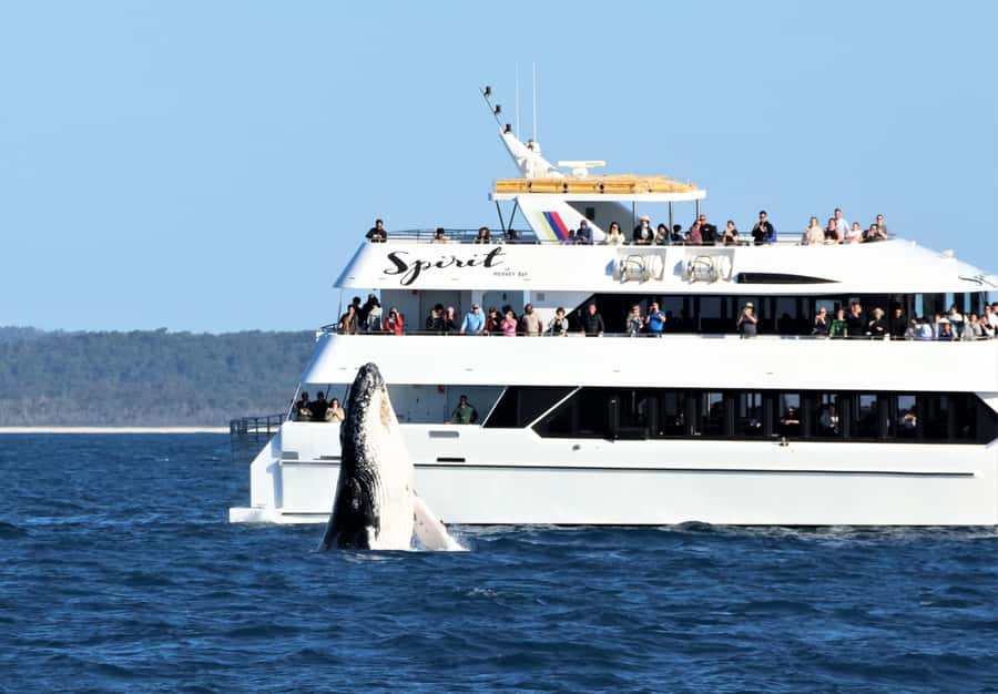 Hervey Bay: Half-Day Whale Watching Cruise - Is $109 good value for four hours?