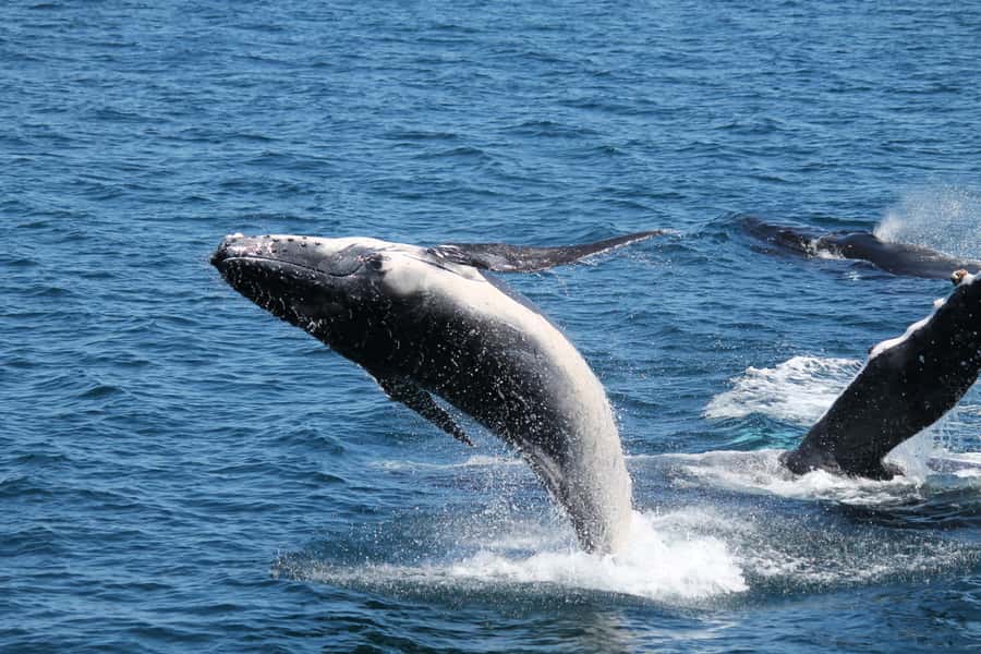 Hervey Bay: Half-Day Whale Watching Cruise - Who should book this whale watch?