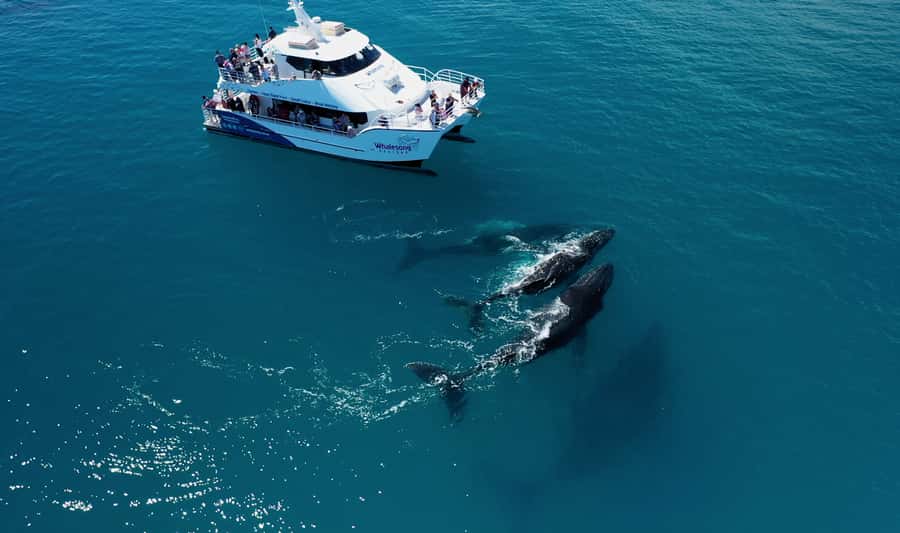 Hervey Bay: Half-Day Whale Watching Cruise with Meal - Why Hervey Bay is such a strong whale-watching choice