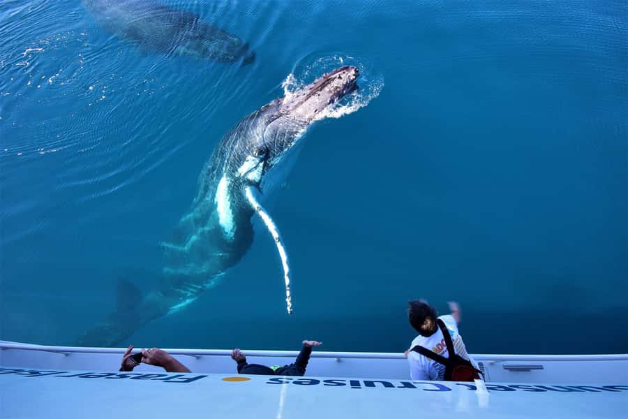 Hervey Bay: Half-Day Whale Watching Cruise with Meal - Leaving Great Sandy Straits Marina
