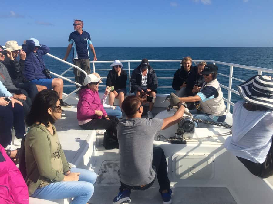 Hervey Bay: Half-Day Whale Watching Cruise with Meal - Morning tea, lunch, and time to take it all in