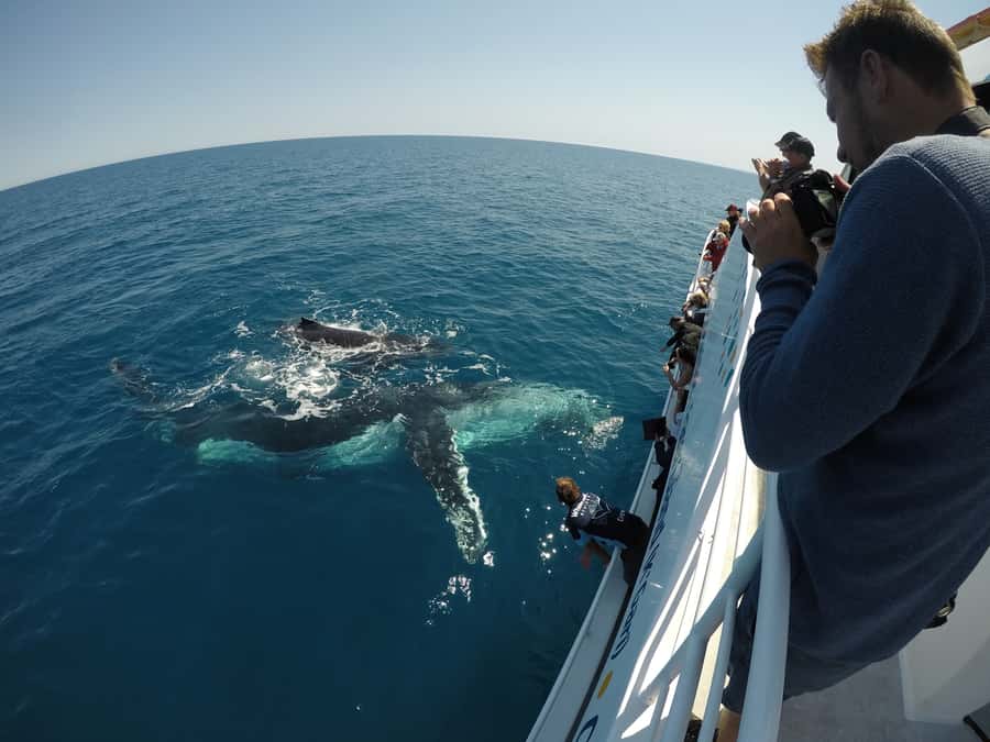 Hervey Bay: Half-Day Whale Watching Cruise with Meal - What the crew adds to the outing