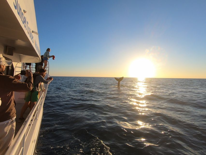 Hervey Bay: Half-Day Whale Watching Cruise with Meal - Comfort, movement, and seasickness