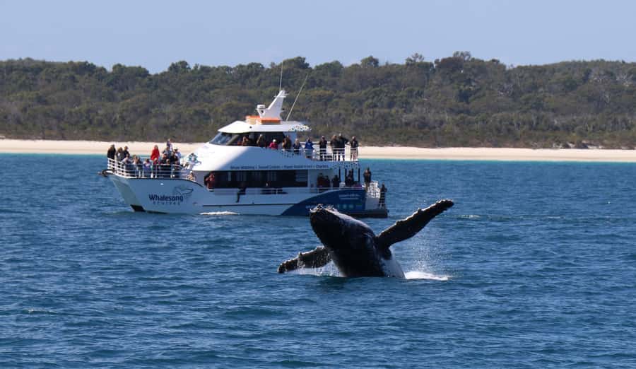 Hervey Bay: Half-Day Whale Watching Cruise with Meal - Is $113 per person good value?