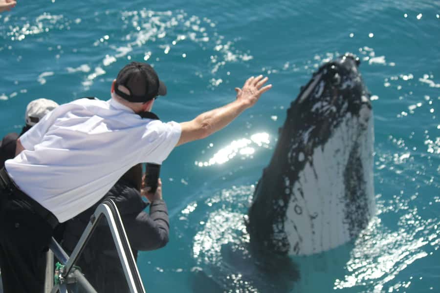 Hervey Bay: Half-Day Whale Watching Cruise - Cruising past K’Gari toward Platypus Bay