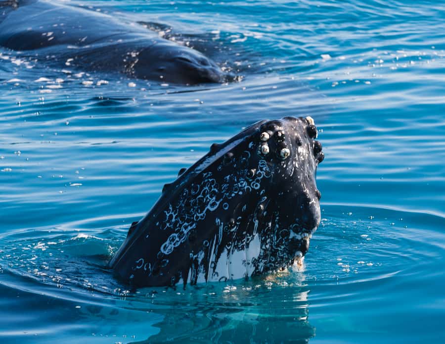 Hervey Bay: Humpback Whale-Watching Half-Day Cruise - Why Hervey Bay is a strong place for whale watching