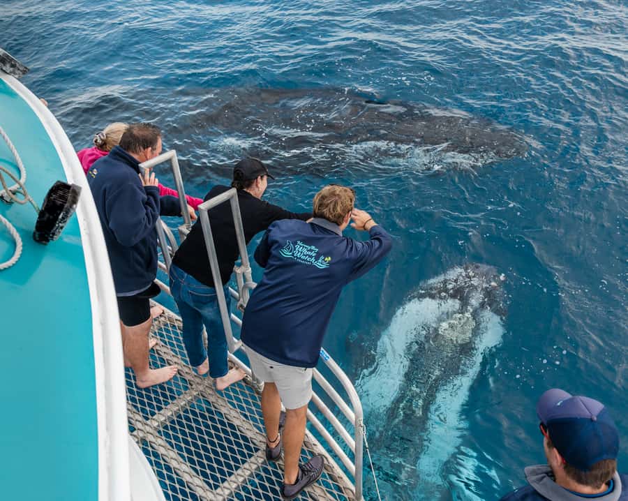 Hervey Bay: Humpback Whale-Watching Half-Day Cruise - Boarding Quick Cat II and choosing your viewing spot