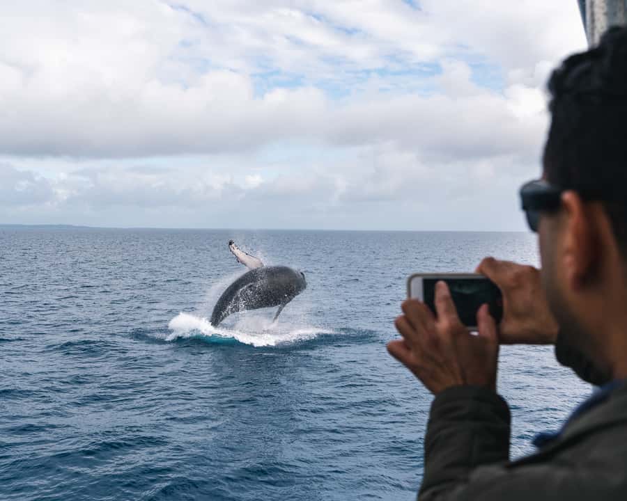 Hervey Bay: Humpback Whale-Watching Half-Day Cruise - Fraser Island views and time between sightings