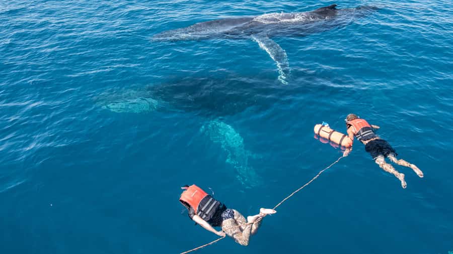 Hervey Bay: Humpback Whale-Watching Half-Day Cruise - The possible whale swim