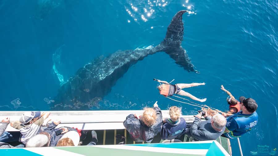 Hervey Bay: Humpback Whale-Watching Half-Day Cruise - What the $84 price includes