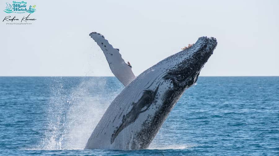 Hervey Bay: Humpback Whale-Watching Half-Day Cruise - Checking in at the floating office