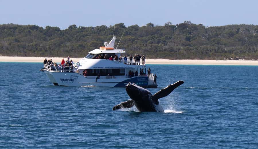 Hervey Bay: Pre-season Whale and Dolphin Watching Cruise - Why Hervey Bay is such a good place for whale watching