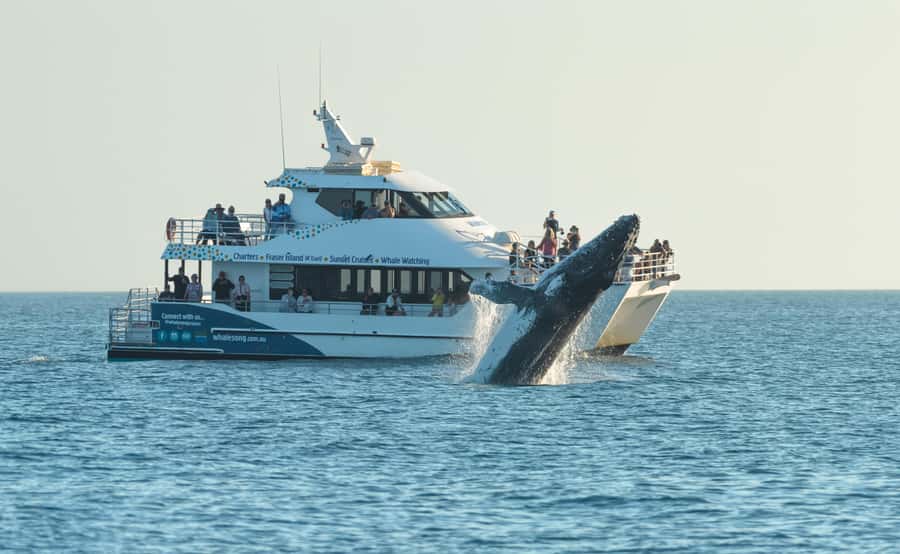 Hervey Bay: Pre-season Whale and Dolphin Watching Cruise - Morning tea and the first wildlife search