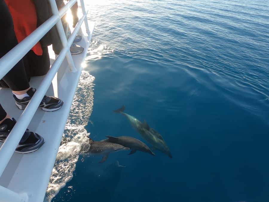 Hervey Bay: Pre-season Whale and Dolphin Watching Cruise - What the five-hour route feels like