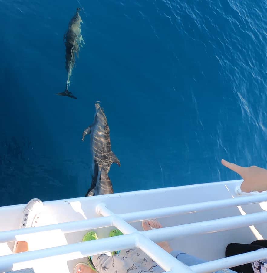 Hervey Bay: Pre-season Whale and Dolphin Watching Cruise - Price and what you get for $102