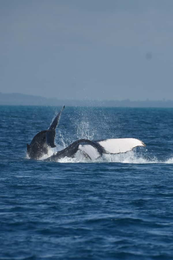 Hervey Bay: Pre-season Whale and Dolphin Watching Cruise - Who will enjoy this cruise most