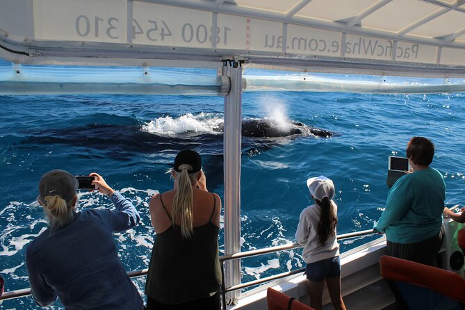 Hervey Bay Ultimate Whale Watching Cruise - Key points to know before you book