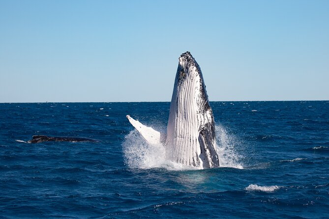 Hervey Bay Ultimate Whale Watching Cruise - Why Hervey Bay is a smart place to watch humpbacks