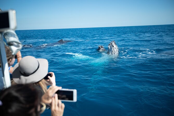 Hervey Bay Ultimate Whale Watching Cruise - The three-hour search for whales