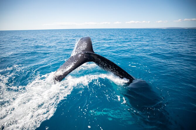 Hervey Bay Ultimate Whale Watching Cruise - Snacks, drinks, and the family angle