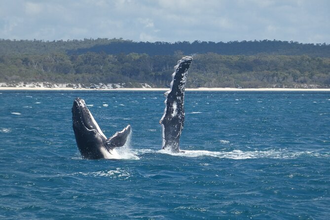 Hervey Bay Ultimate Whale Watching Cruise - What whale sightings can really be like