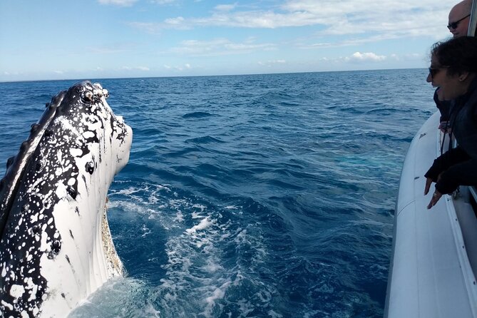 Hervey Bay Ultimate Whale Watching Cruise - What the smaller boat changes