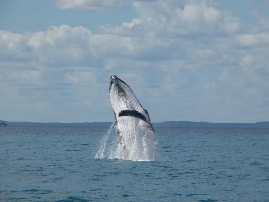 Hervey Bay: Ultimate Whale Watching Experience - Why this Hervey Bay whale tour feels different