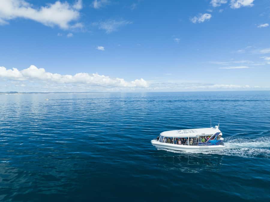Hervey Bay: Ultimate Whale Watching Experience - Booking advice and final verdict