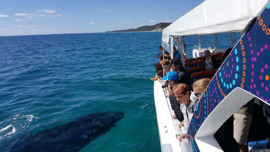 Hervey Bay: Ultimate Whale Watching Experience - Starting at Great Sandy Straits Marina