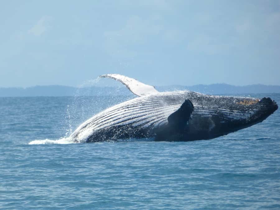 Hervey Bay: Ultimate Whale Watching Experience - Three hours of humpback watching
