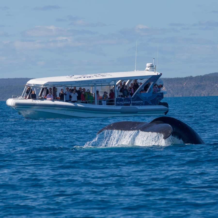 Hervey Bay: Ultimate Whale Watching Experience - What the marine scientists add
