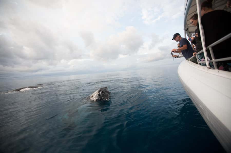 Hervey Bay: Ultimate Whale Watching Experience - Snacks, shade, and practical comfort